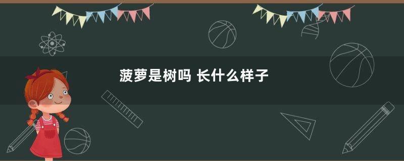 菠萝是树吗 长什么样子